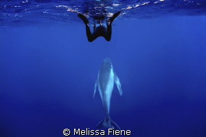 snorkeler and humpback whale. Vava'u Tonga. Nikon D300 wi... by Melissa Fiene 